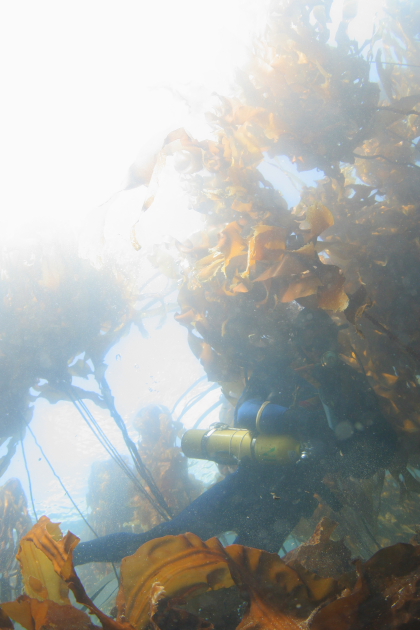 IN THE KELP